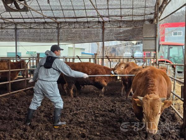 [크기변환]4. 용인특례시는 9월 1일부터 30일까지 구제역 예방백신 일제접종을 한다. 사진은 구제적 백신 접종 모습.jpg