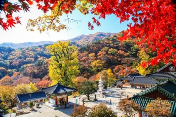[크기변환]용문사 단풍.jpg