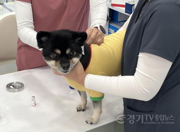 [크기변환]3. 용인특례시는 10월 6일부터 11월 8일까지 광견병 예방접종을 한다. 사진은 올 상반기백신 동물병원에서 광견병 백신을 접종하는 모습.jpeg