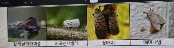 [경기티비종합뉴스] 경기도, 10월 돌발해충 적기 대응 성충기 협업 방제 총력