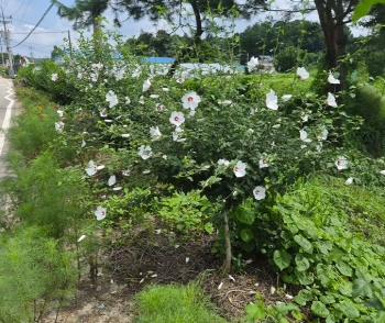 [경기티비종합뉴스] 여주시 오학동 천송3통, 무궁화로 아름다운 마을 경관 조성