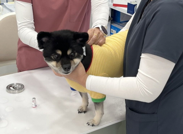 [경기티비종홥뉴스] 용인특례시, 반려견 광견병 예방접종