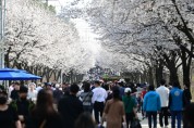 [경기티비종합뉴스] “제8회 여주흥천남한강벚꽃축제” 성황리에 마무리