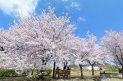 [오산시]  오산천 으로 벚꽃 구경 하러오세요     -경기티비종합뉴스-