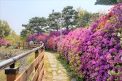여주 영월근린공원 진홍빛 철쭉 꽃망울 와르르