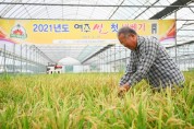 [여주시] 2021년 대왕님표 여주쌀! 첫 수확 -경기티비종합뉴스-