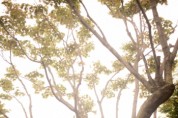 [평택시]   “100년 전 사랑의 바람이 불어온다” 도시숲 걷기 및 한복문화체험 행사 참가자 모집   -경기티비종합뉴스-