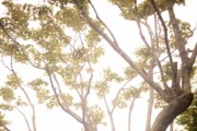 [평택시]   “100년 전 사랑의 바람이 불어온다” 도시숲 걷기 및 한복문화체험 행사 참가자 모집   -경기티비종합뉴스-