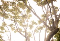 [평택시]   “100년 전 사랑의 바람이 불어온다” 도시숲 걷기 및 한복문화체험 행사 참가자 모집   -경기티비종합뉴스-