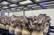 [경기도 농기원]  버섯 재배 농가에 냉방기 점검 등 폭염 피해 예방 활동 당부  -경기티비종합뉴스-