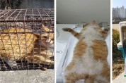 [평택시]  길고양이 중성화(TNR) 사업 본격 추진   -경기티비종합뉴스-
