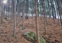 용인특례시, 3억5천만원 들여‘소나무킬러’재선충병과의 전쟁   -경기티비종합뉴스