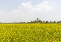 [화성시]  매향리 평화생태공원에 초화정원 조성 "유채꽃 보러오세요"   -경기티비종합뉴스-
