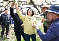 [안성시]  김보라 시장, 저온피해 배 농가 현장 점검   --경기티비종합뉴스-