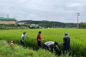 [용인특례시]  고품질 백옥쌀 생산 위해 13억 5000만원 투입   -경기티비종합뉴스-