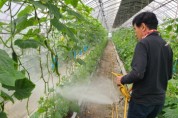 용인특례시, 오이농가 10곳에 친환경 해충방제 미생물 지원   -경기티비종합뉴스-