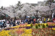 [경기도]  경기도청 봄꽃축제 4월 7~9일 개최. 4년 만에 주변 상권과 함께 ‘활짝’  -경기티비종합뉴스-