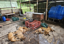 [경기도]  “전기 쇠꼬챙이로 잔인하게 개 도살”…경기도 특사경, 파주시 현장 적발   -경기티비종합뉴스-