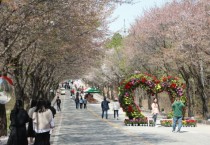[여주시]  제7회 여주흥천 남한강 벚꽃축제 마무리    -경기티비종합뉴스-