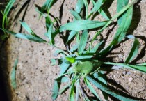 [수원특례시]  수원청개구리, 수원 평리들에서 7개체 서식 확인   -경기티비종합뉴스-