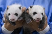 [용인에버랜드]  에버랜드, 생후 한 달 맞은 '쌍둥이 판다' 사진 공개   -경기티비종합뉴스-