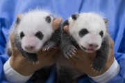 [용인에버랜드]  에버랜드, 생후 한 달 맞은 '쌍둥이 판다' 사진 공개   -경기티비종합뉴스-