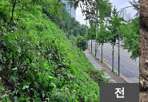 [경기티비종합뉴스] 기흥구, 구갈·서천동 녹지 2곳 황폐화 방지 위해 칡덩굴 제거
