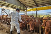 [경기티비종합뉴스]  용인특례시, 하반기 구제역 예방백신 일제접종