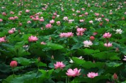 [양평군]   세미원,  7월 1일- 8월 15일까지 연꽃문화제 개최    -경기티비종합뉴스-