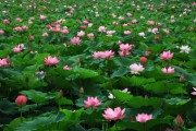 [양평군]   세미원,  7월 1일- 8월 15일까지 연꽃문화제 개최    -경기티비종합뉴스-
