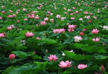 [양평군]   세미원,  7월 1일- 8월 15일까지 연꽃문화제 개최    -경기티비종합뉴스-