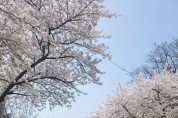 [평택시]  평택의 봄꽃 명소 ‘은혜로 벚꽃길’   -경기티비종합뉴스-