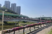 [용인시]  영덕2동 청현교 페튜니아 꽃다리 올해도 활짝   -경기티비종합뉴스-