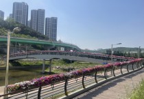 [용인시]  영덕2동 청현교 페튜니아 꽃다리 올해도 활짝   -경기티비종합뉴스-