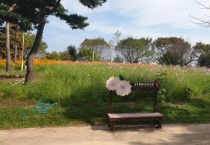 [경기티비종합뉴스]  여주시. 금은모래강변공원에 코스모스 활짝