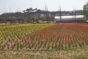 [여주시]  금은모래강변공원에 튤립으로 봄기운 활짝   -경기티비종합뉴스-
