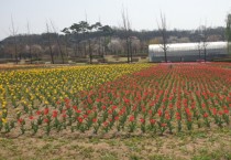 [여주시]  금은모래강변공원에 튤립으로 봄기운 활짝   -경기티비종합뉴스-