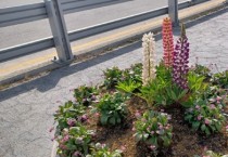 [여주시]  “예쁜꽃 제발 눈으로만 봐주세요”   -경기티비종합뉴스-