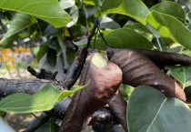 경기도농기원, 화상병 고온기 소강상태 접어들어…방심은 금물   -경기티비종합뉴스-