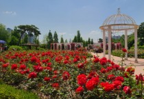 [오산시]  대표공원, 고인돌공원의‘장미뜨레’시민들 방문 기다려   -경기티비종합뉴스-