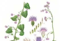 [여주시]   황학산수목원 산림박물관 , 세밀화로 만나는 우리나라 희귀식물 전시회” 개최   -경기티비종합뉴스-