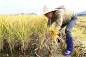 [안산시]  이민근 시장, 풍년 기원 본오뜰 벼베기 행사 …농가돕기 나서  -경기티비종합뉴스-