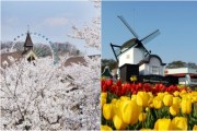 [용인에버랜드]   한국인이 가장 좋아하는 봄꽃은 '벚꽃'   -경기티비종합뉴스-