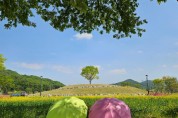 [경기티비종합뉴스] 안성시 문화관광과, 지난해 12만명 홀린 ‘금광호수 수석정 수변화원’...이번 주부터 노란 유채꽃 향연 시작