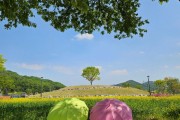 [경기티비종합뉴스] 안성시 문화관광과, 지난해 12만명 홀린 ‘금광호수 수석정 수변화원’...이번 주부터 노란 유채꽃 향연 시작