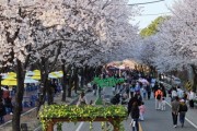 [경기티비종합뉴스] 제10회 여주흥천남한강벚꽃축제 43만명 방문, 역대 최고 성과 달성