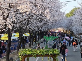 [경기티비종합뉴스] 제10회 여주흥천남한강벚꽃축제 43만명 방문, 역대 최고 성과 달성