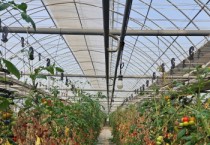 [경기티비종합뉴스] 용인특례시, 토마토뿔나방 확산 방지 위한 방제약제 지원