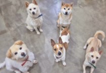 [경기티비종합뉴스] 용인특례시, 경기도 2024년 반려동물 복지수준 실태조사서 최고 점수