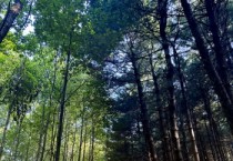 [경기티비종합뉴스] 경기도, 수리산도립공원 숲체험 프로그램 운영. 생태 체험, 아토피 관리 등